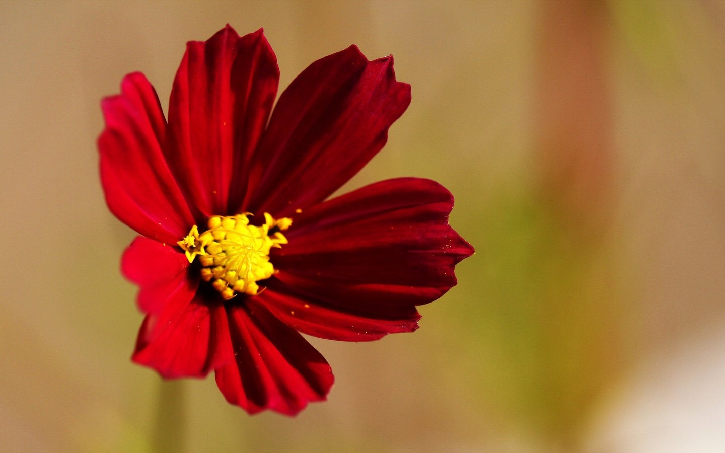 Обои макро, фон, цветок, лепестки, красный, космея, цветком, macro, background, flower, petals, red, kosmeya разрешение 2021x1225 Загрузить