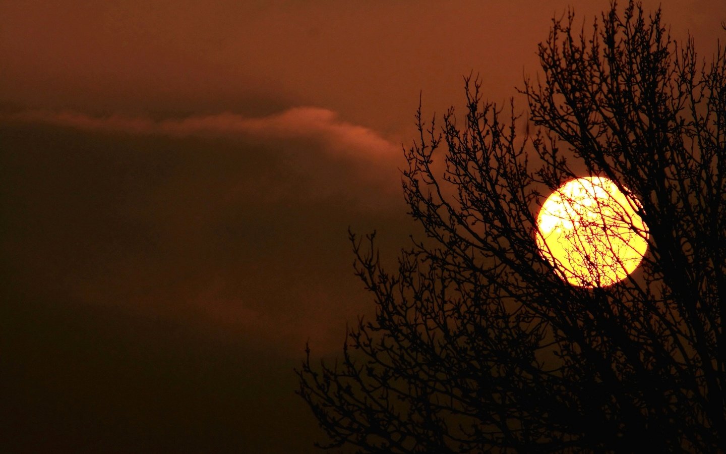 Обои небо, облака, солнце, дерево, закат, силуэт, the sky, clouds, the sun, tree, sunset, silhouette разрешение 2048x1365 Загрузить