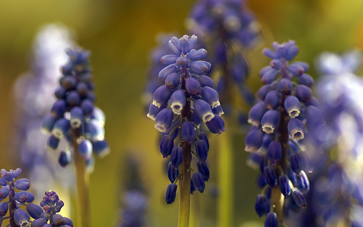 Обои цветы, макро, мускари, flowers, macro, muscari разрешение 2048x1363 Загрузить