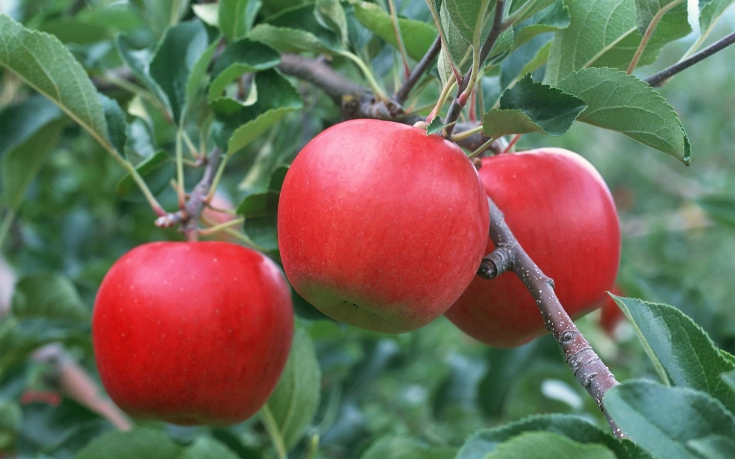 Обои ветка, листья, фрукты, яблоки, красные, плоды, яблоня, branch, leaves, fruit, apples, red, apple разрешение 1920x1362 Загрузить