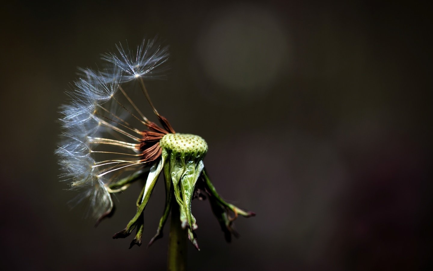 Обои макро, фон, цветок, одуванчик, цветком, macro, background, flower, dandelion разрешение 2572x1715 Загрузить