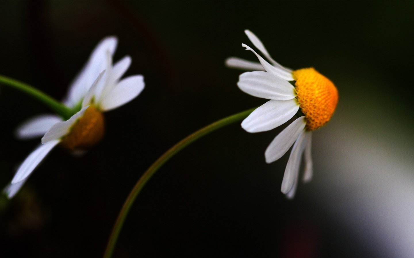 Обои цветы, фон, лепестки, ромашки, белые, темный, цветком, flowers, background, petals, chamomile, white, dark, flower разрешение 1992x1214 Загрузить