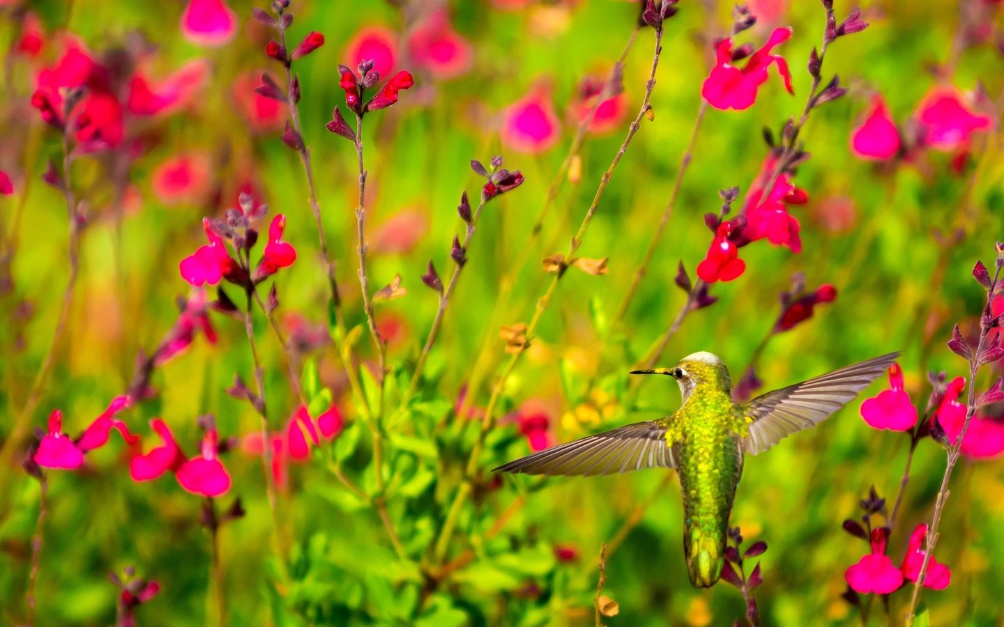 Обои цветы, крылья, птица, клюв, растение, колибри, flowers, wings, bird, beak, plant, hummingbird разрешение 2048x1365 Загрузить