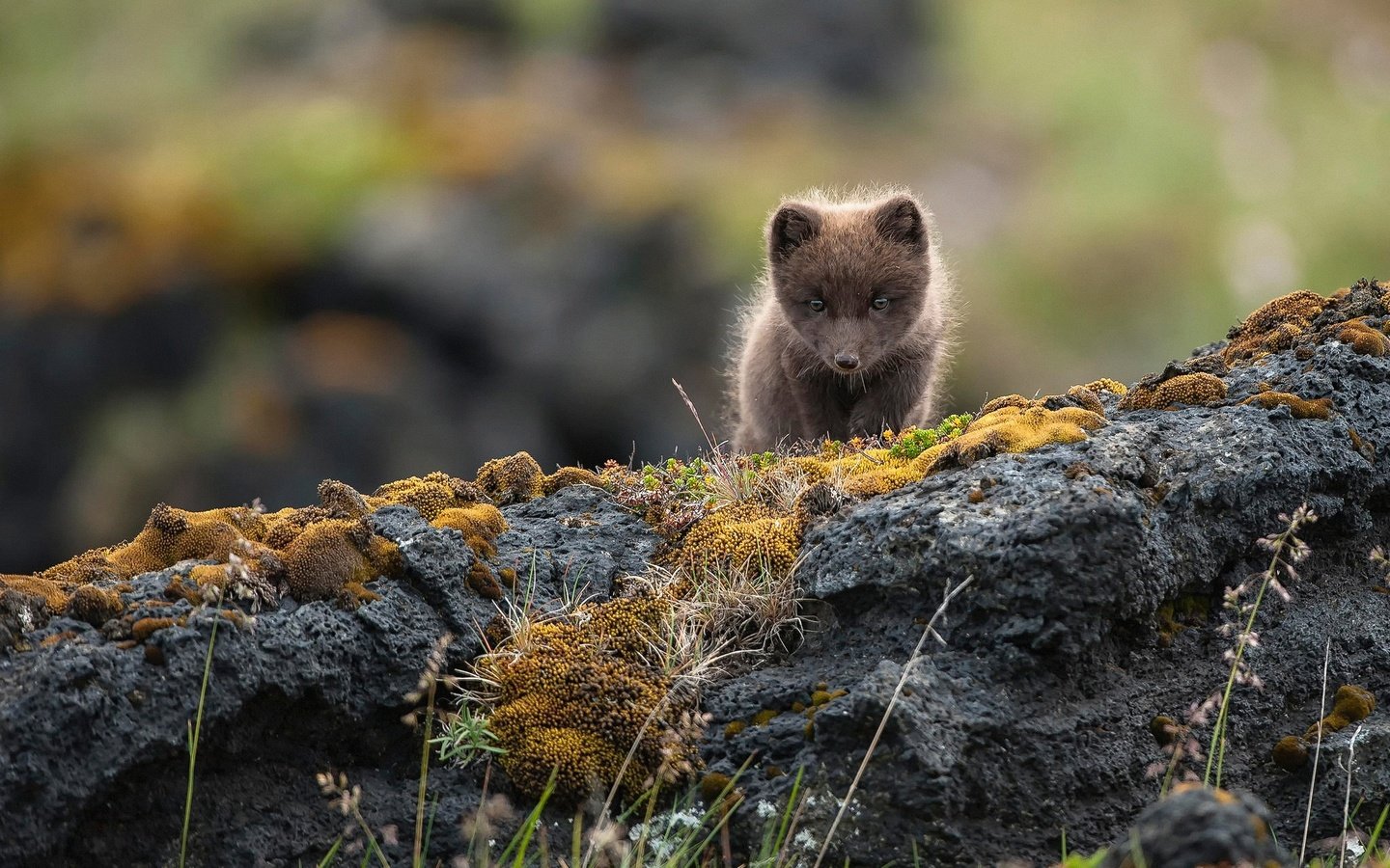 Обои скалы, природа, камни, малыш, песец, полярная лисица, alopex lagopus, rocks, nature, stones, baby, fox, polar fox разрешение 2048x1365 Загрузить