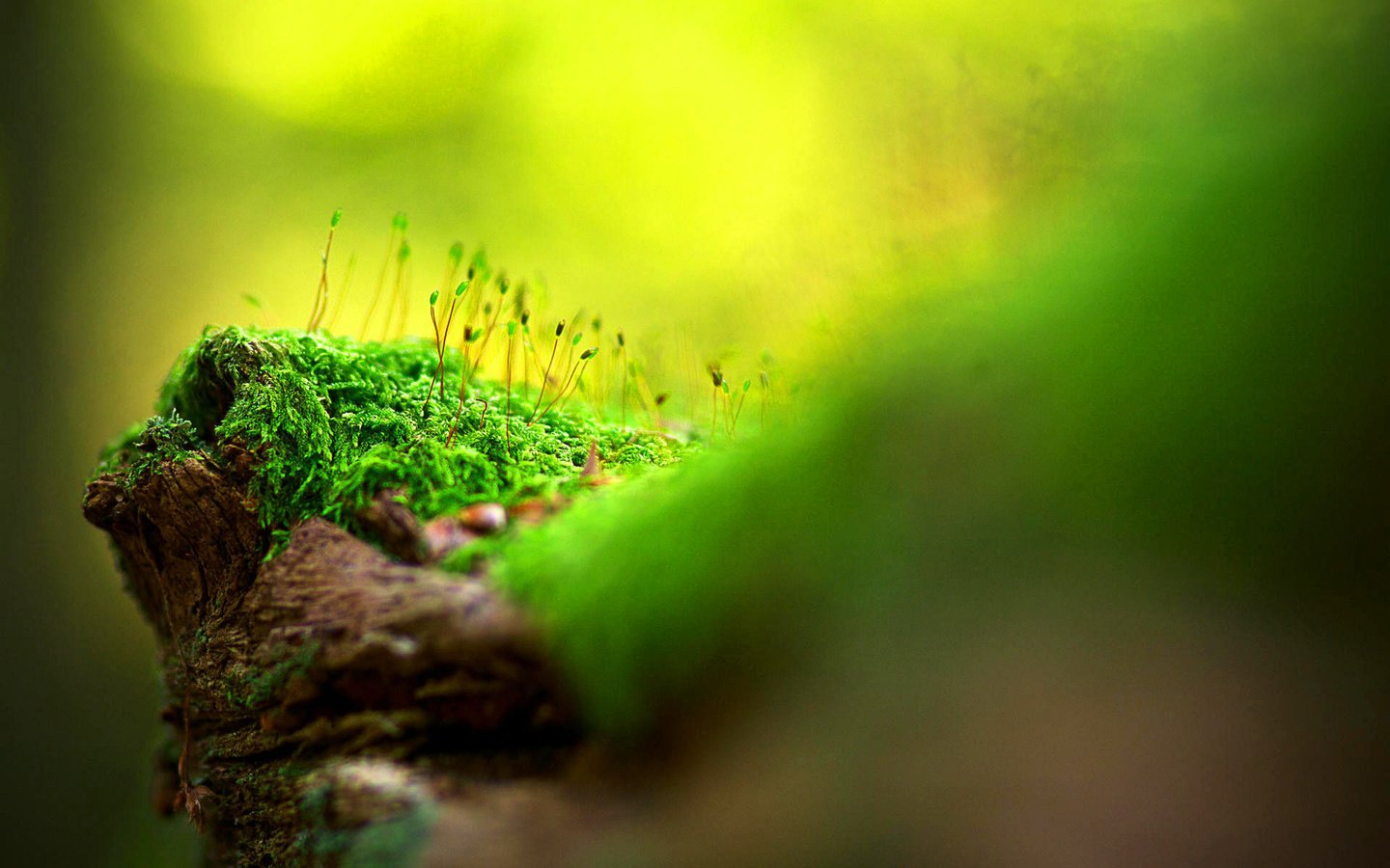 Обои свет, трава, природа, размытость, тень, мох, поверхность, light, grass, nature, blur, shadow, moss, surface разрешение 1920x1280 Загрузить