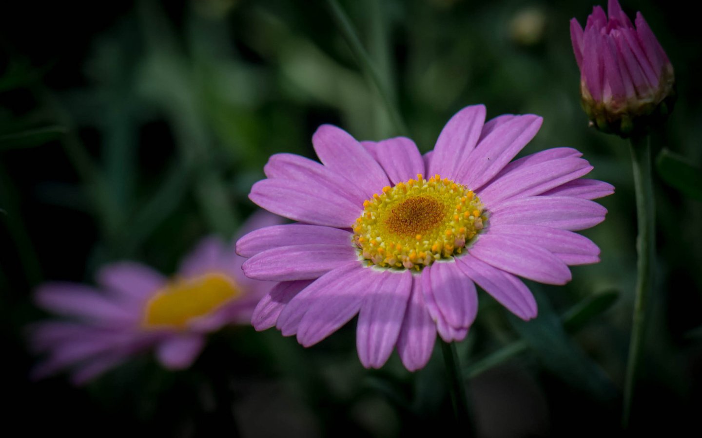 Обои трава, природа, макро, лепестки, стебель, grass, nature, macro, petals, stem разрешение 2048x1393 Загрузить