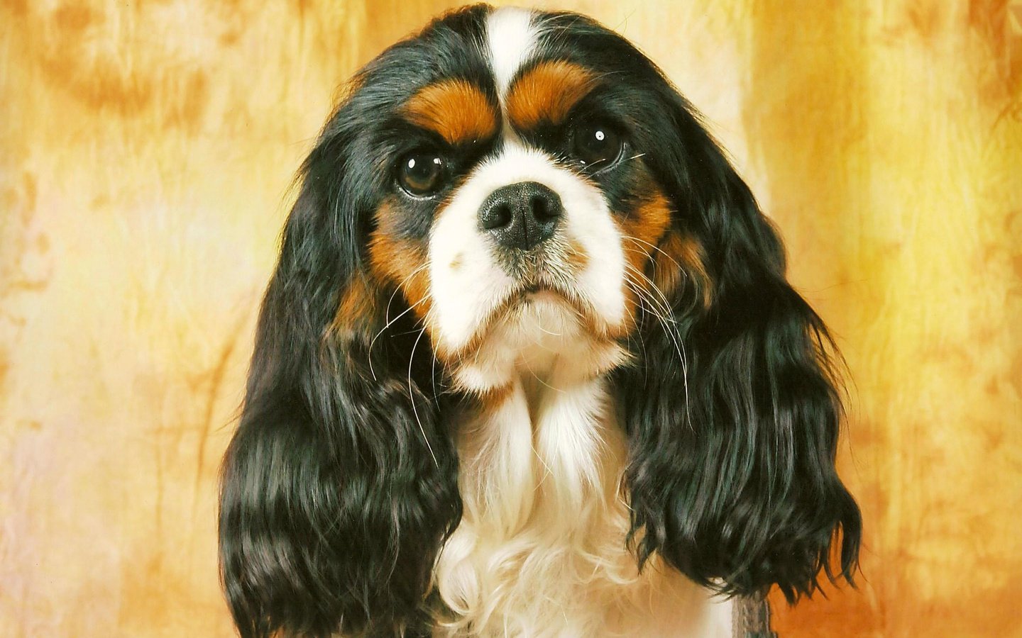 Обои собака, спаниель, кавалер кинг чарльз спаниель, dog, spaniel, the cavalier king charles spaniel разрешение 2334x1591 Загрузить