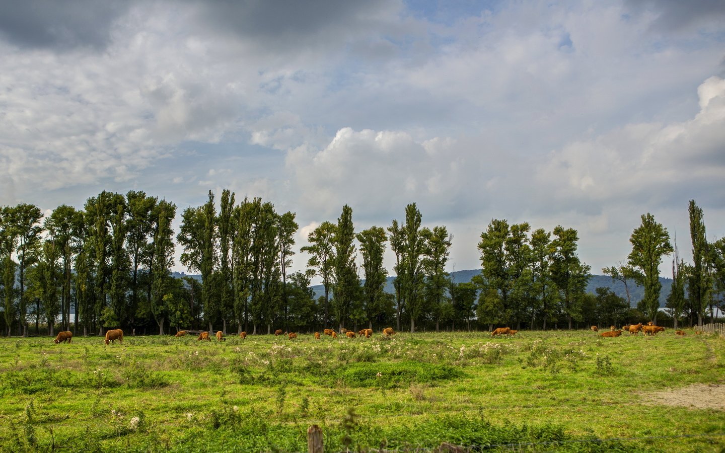 Обои трава, облака, природа, луг, германия, коровы, glees, grass, clouds, nature, meadow, germany, cows разрешение 3090x1924 Загрузить