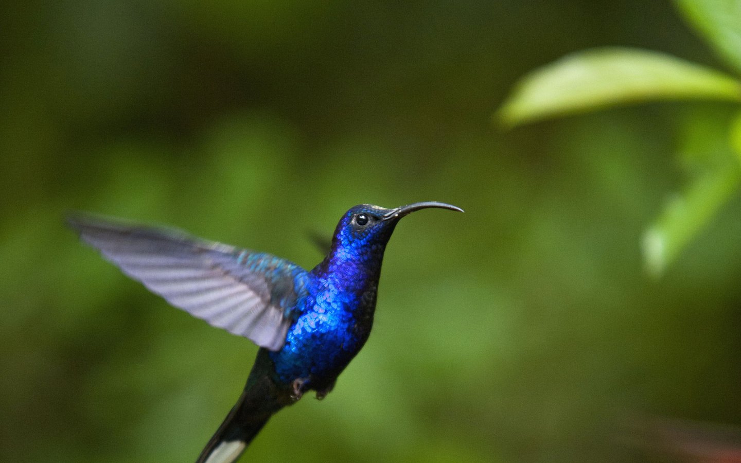 Обои фон, полет, крылья, птица, колибри, background, flight, wings, bird, hummingbird разрешение 2832x2639 Загрузить