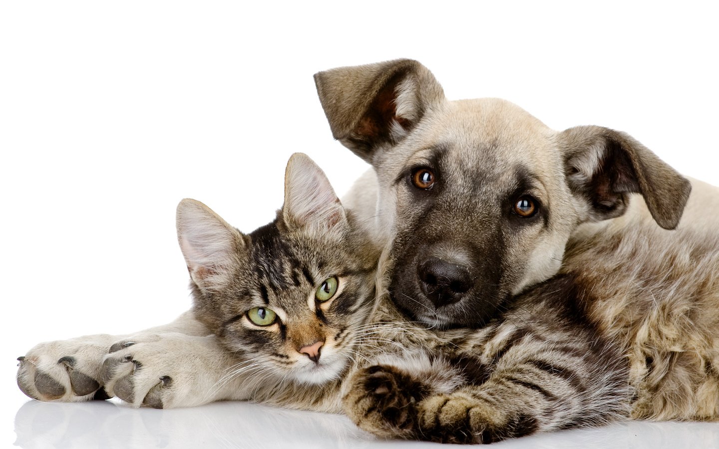 Обои кот, собака, отдых, друзья, cat, dog, stay, friends разрешение 5095x3501 Загрузить