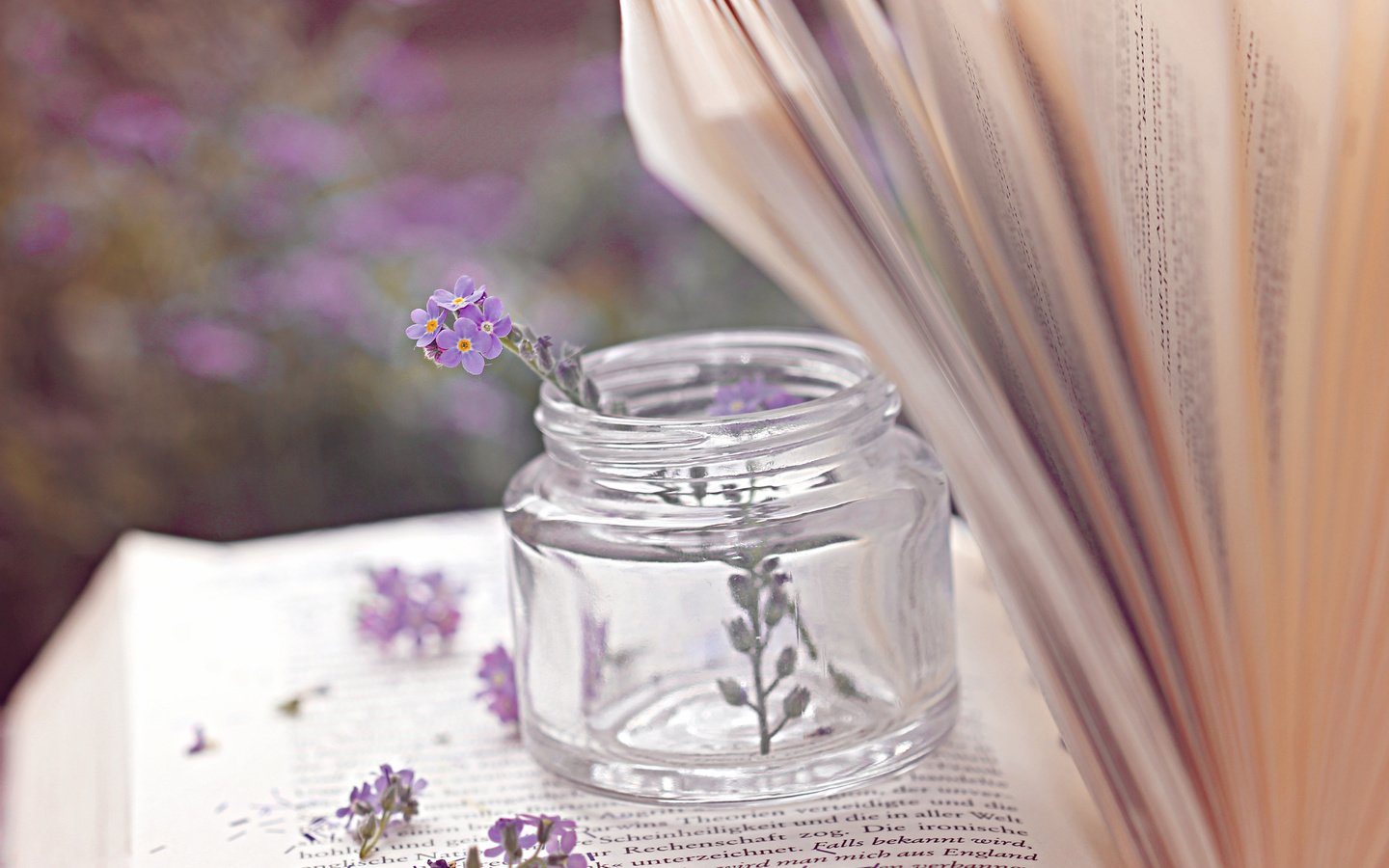 Обои цветы, книга, банка, страницы, баночка, пузырёк, flowers, book, bank, page, jar, bubble разрешение 5184x3456 Загрузить