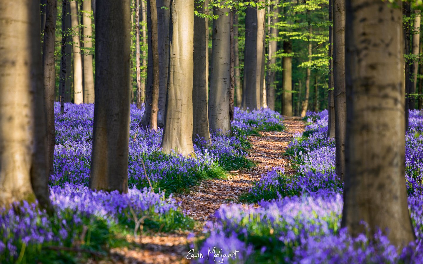 Обои цветы, деревья, лес, весна, бельгия, гиацинтоидес, flowers, trees, forest, spring, belgium, hyacinthoides разрешение 2048x1365 Загрузить