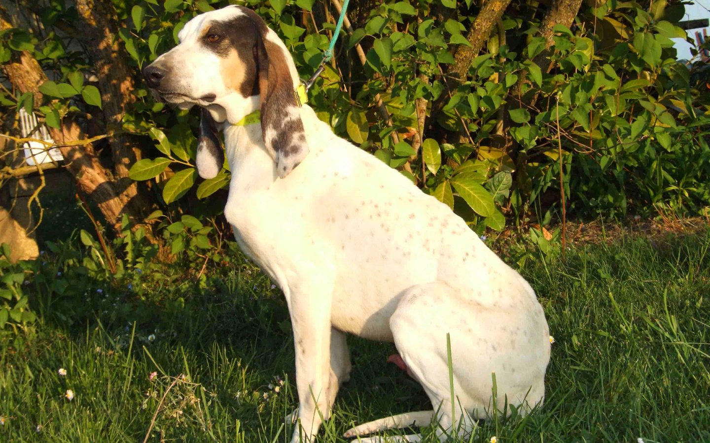 Обои собака, уши, арьежская гончая, охотничья собака, dog, ears, ariska hound, hunting dog разрешение 3488x2616 Загрузить