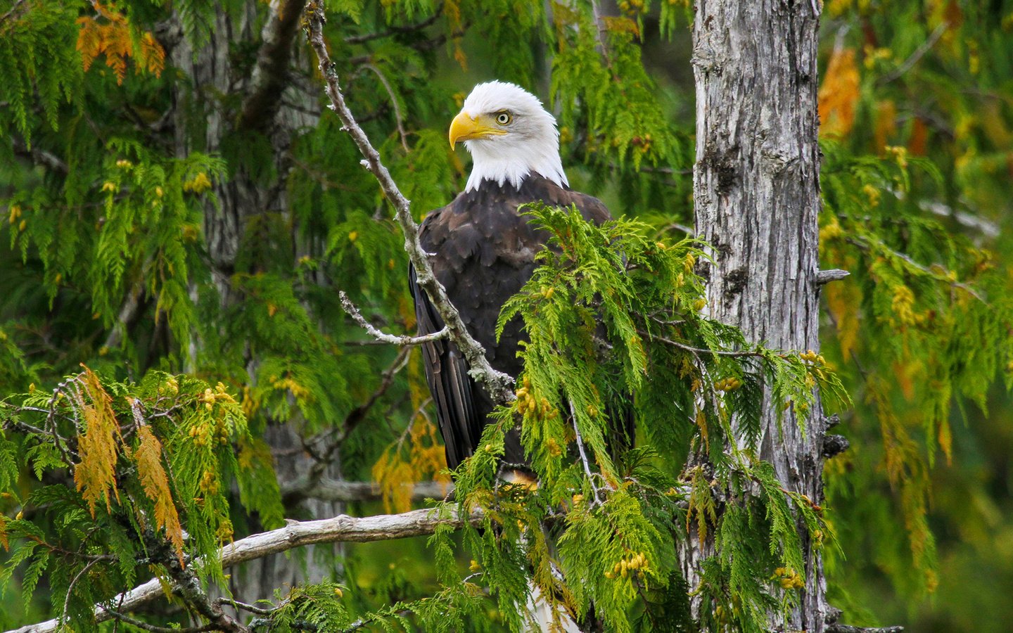 Обои дерево, лес, ветки, орел, птица, белоголовый орлан, tree, forest, branches, eagle, bird, bald eagle разрешение 1920x1200 Загрузить