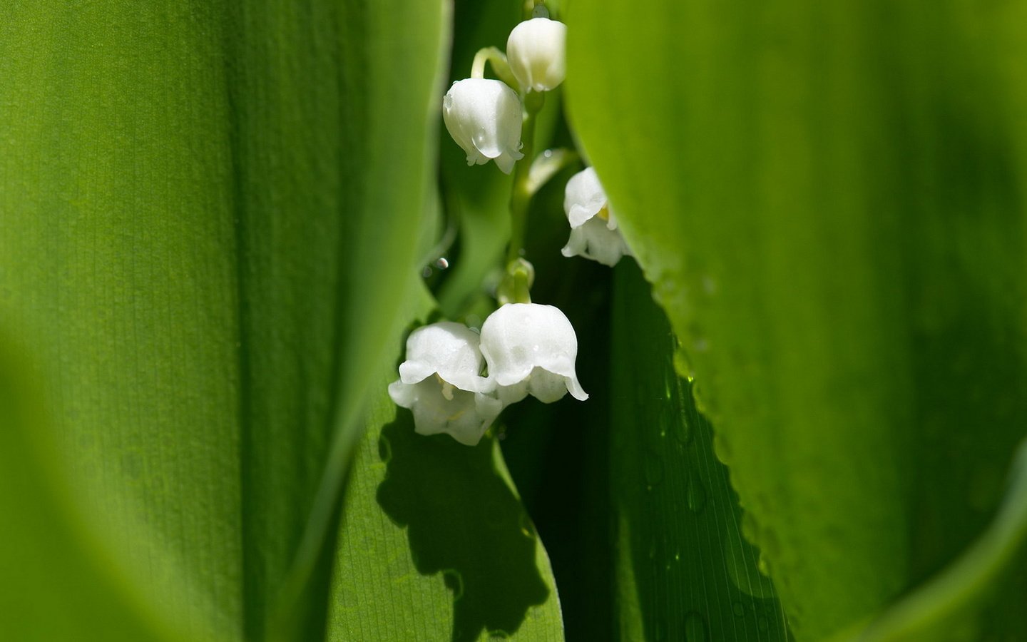 Обои цветы, природа, макро, ландыш, flowers, nature, macro, lily of the valley разрешение 1920x1280 Загрузить