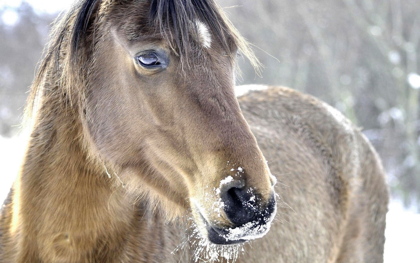 Обои морда, лошадь, снег, природа, зима, конь, грива, face, horse, snow, nature, winter, mane разрешение 1920x1080 Загрузить