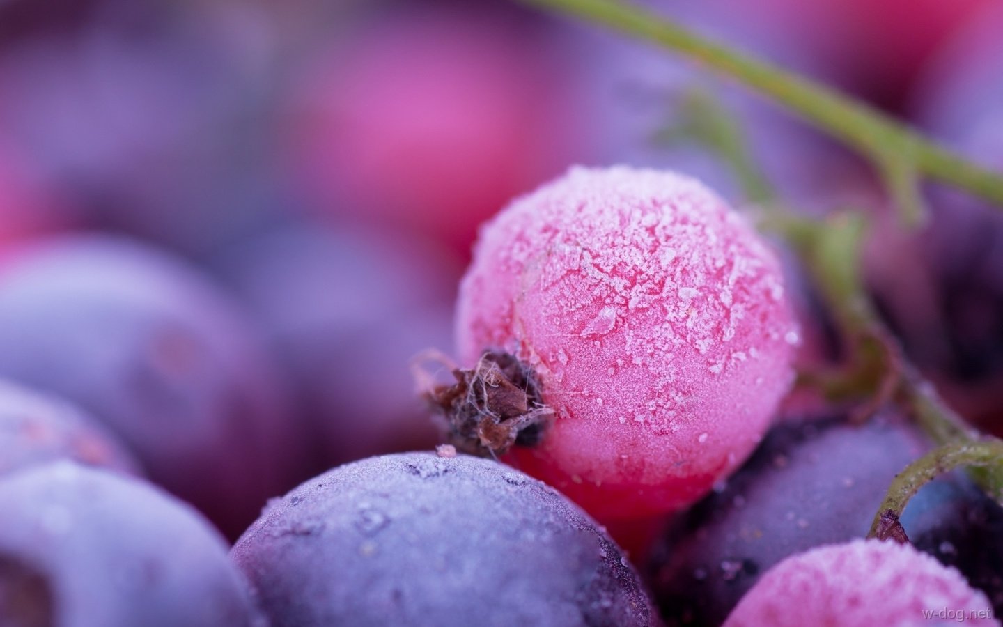 Обои макро, иней, ягоды, смородина, macro, frost, berries, currants разрешение 1920x1200 Загрузить