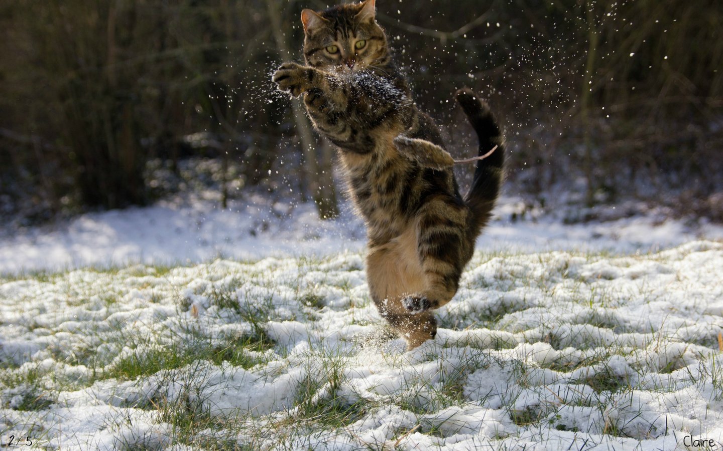 Обои снег, зима, кот, мышка, кунг-фу, snow, winter, cat, mouse, kung fu разрешение 2048x1284 Загрузить
