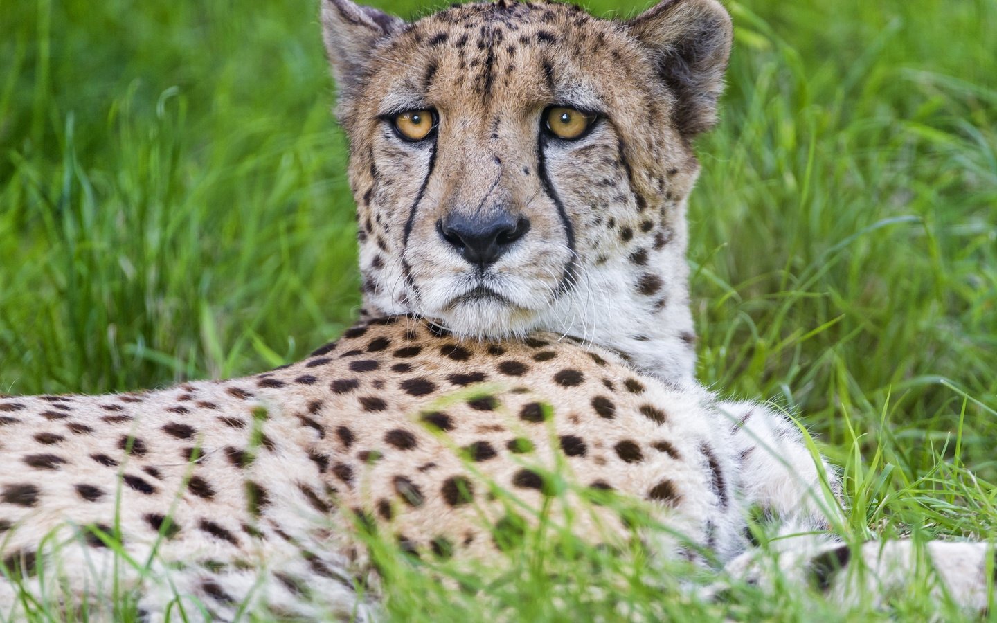 Обои трава, взгляд, хищник, большая кошка, гепард, © tambako jaguar, grass, look, predator, big cat, cheetah, © tambako the jaguar разрешение 2880x2160 Загрузить