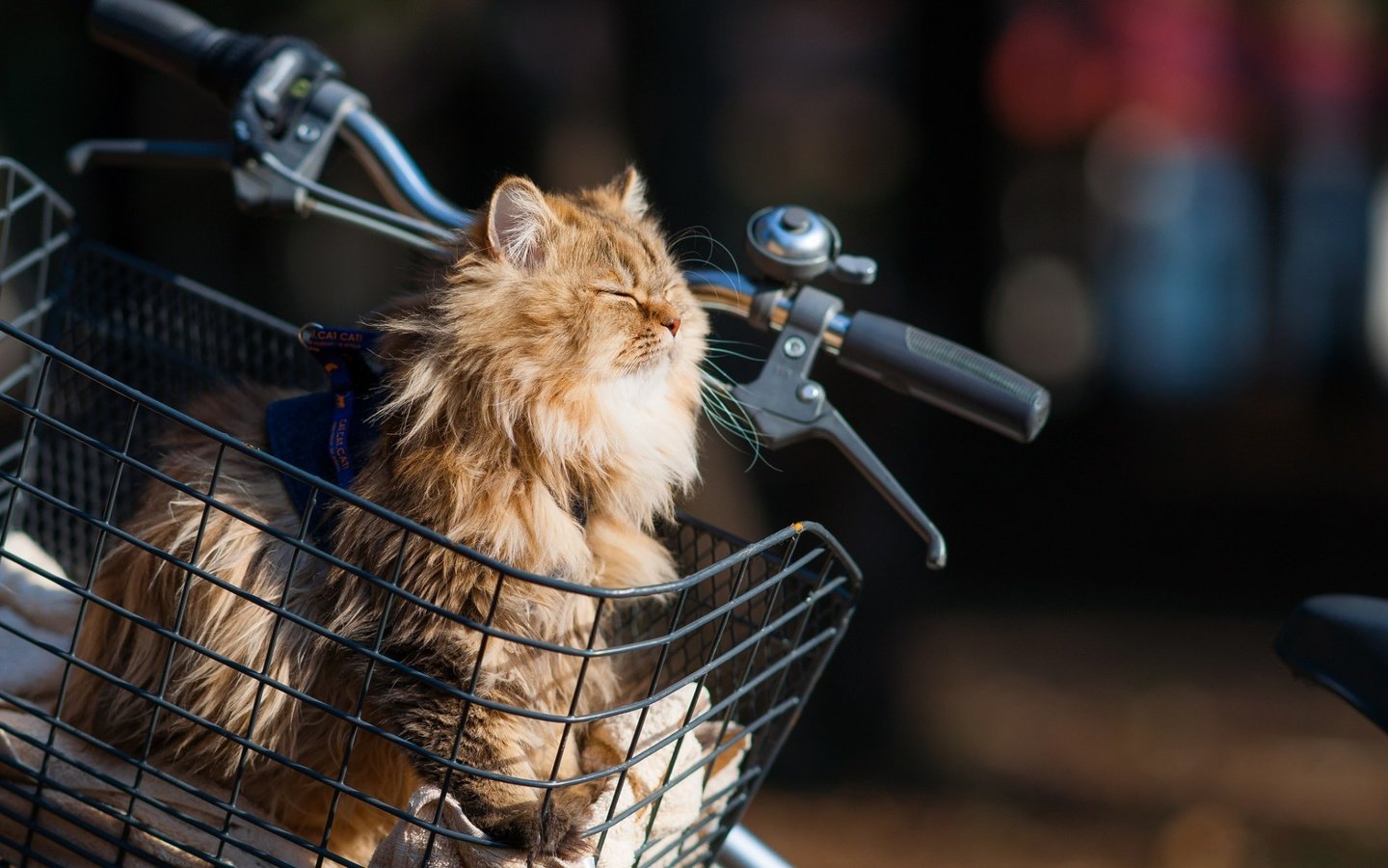 Обои кот, мордочка, кошка, корзина, велосипед, ben torode, дейзи, cat, muzzle, basket, bike, daisy разрешение 1920x1200 Загрузить