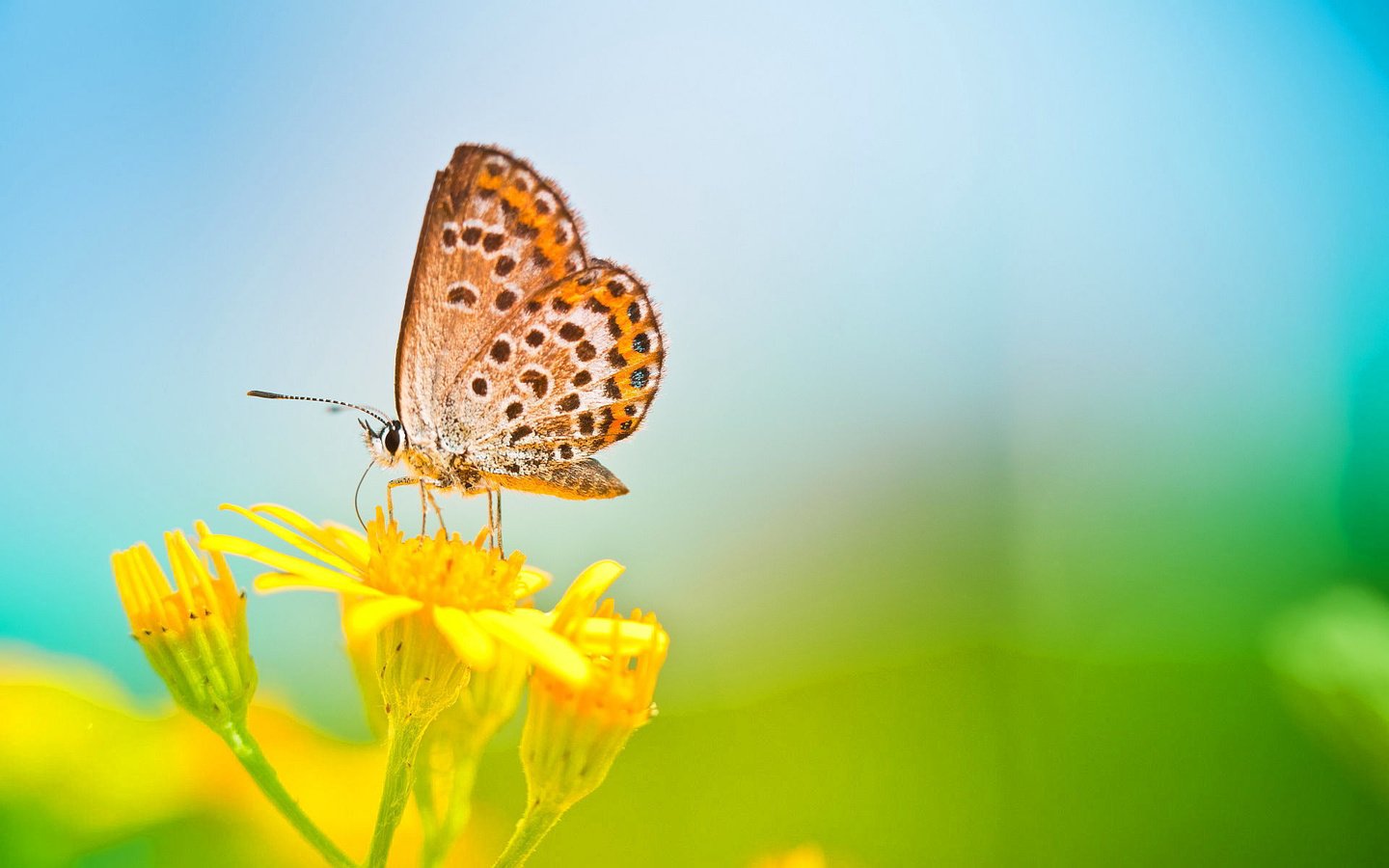 Обои цветы, природа, макро, насекомое, бабочка, крылья, flowers, nature, macro, insect, butterfly, wings разрешение 1920x1200 Загрузить