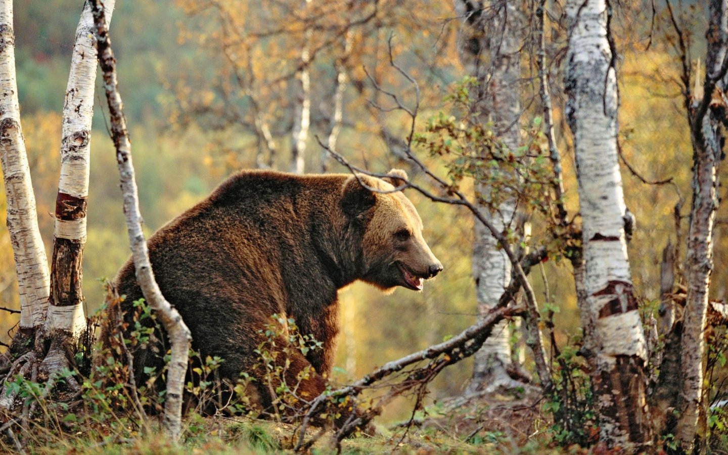 Обои деревья, лес, осень, медведь, бурый медведь, trees, forest, autumn, bear, brown bear разрешение 1920x1080 Загрузить