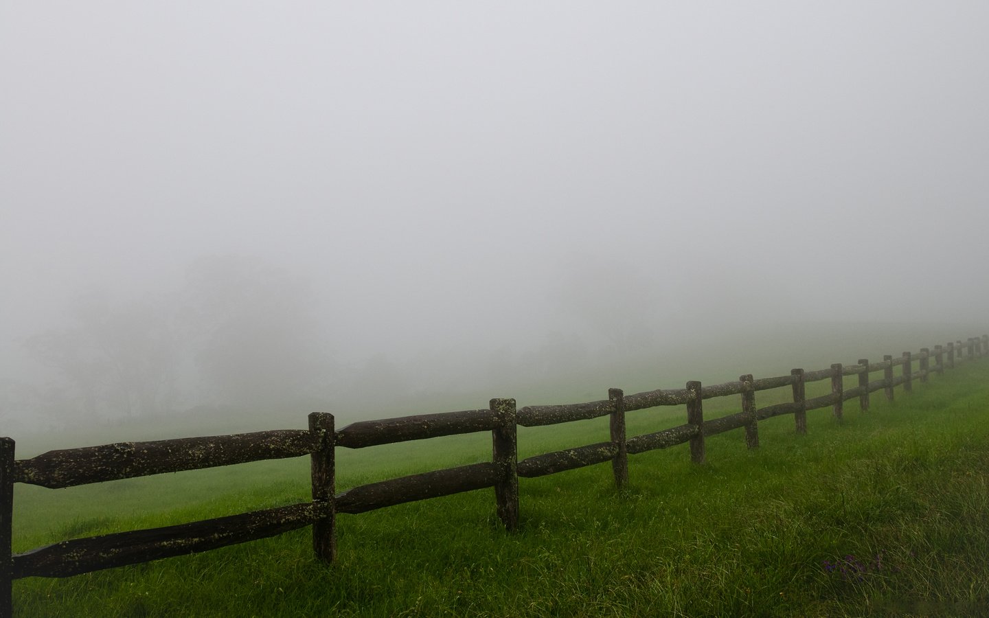 Обои трава, туман, поле, забор, ограждение, мгла, grass, fog, field, the fence, haze разрешение 2560x1600 Загрузить