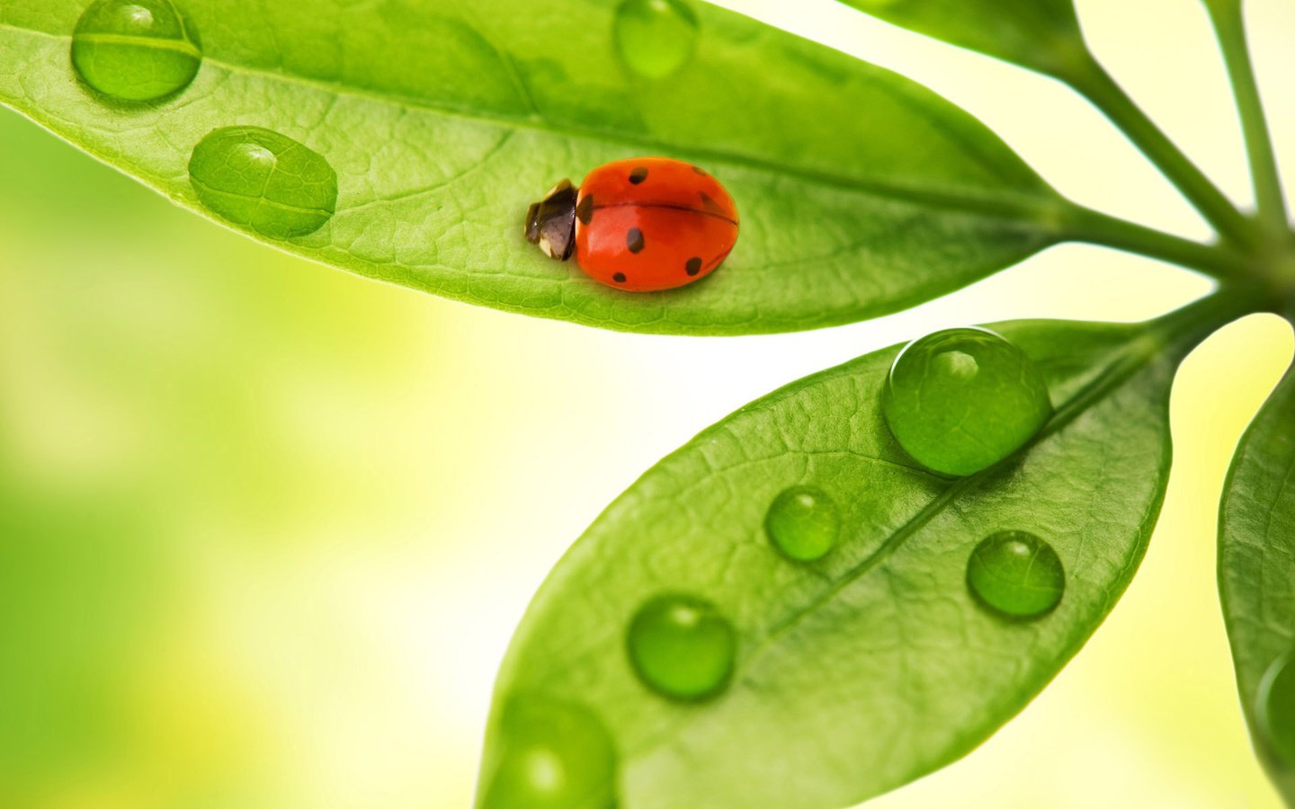 Обои листья, жук, макро, насекомое, капли, божья коровка, leaves, beetle, macro, insect, drops, ladybug разрешение 1920x1200 Загрузить