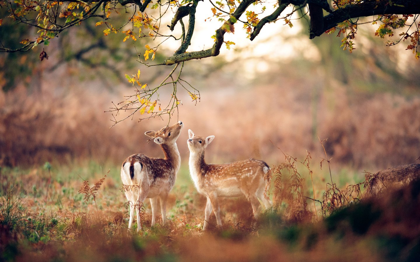 Обои лес, животные, осень, размытость, олени, оленята, forest, animals, autumn, blur, deer, fawns разрешение 2048x1363 Загрузить