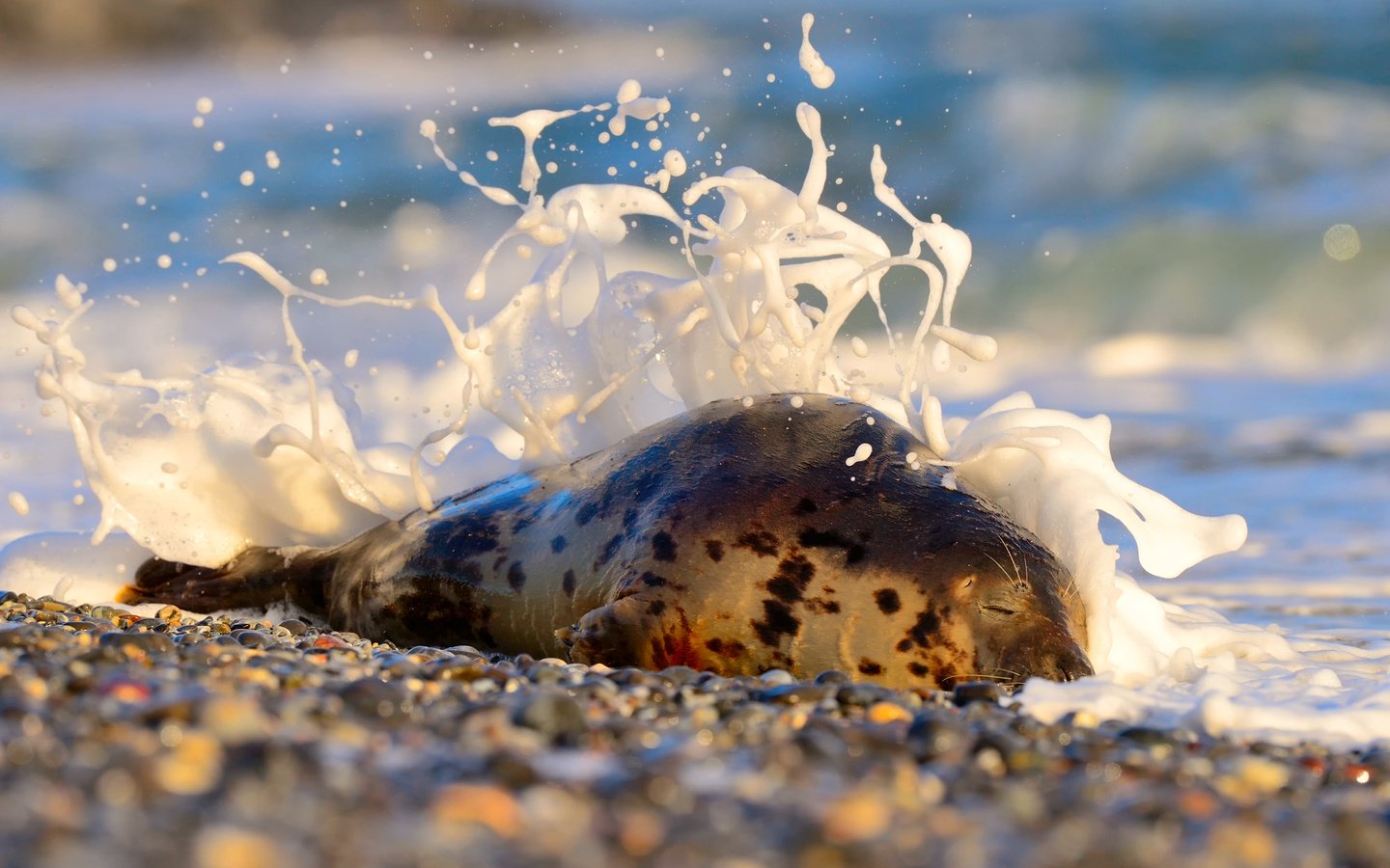 Обои камни, берег, море, животное, пена, тюлень, stones, shore, sea, animal, foam, seal разрешение 2048x1363 Загрузить