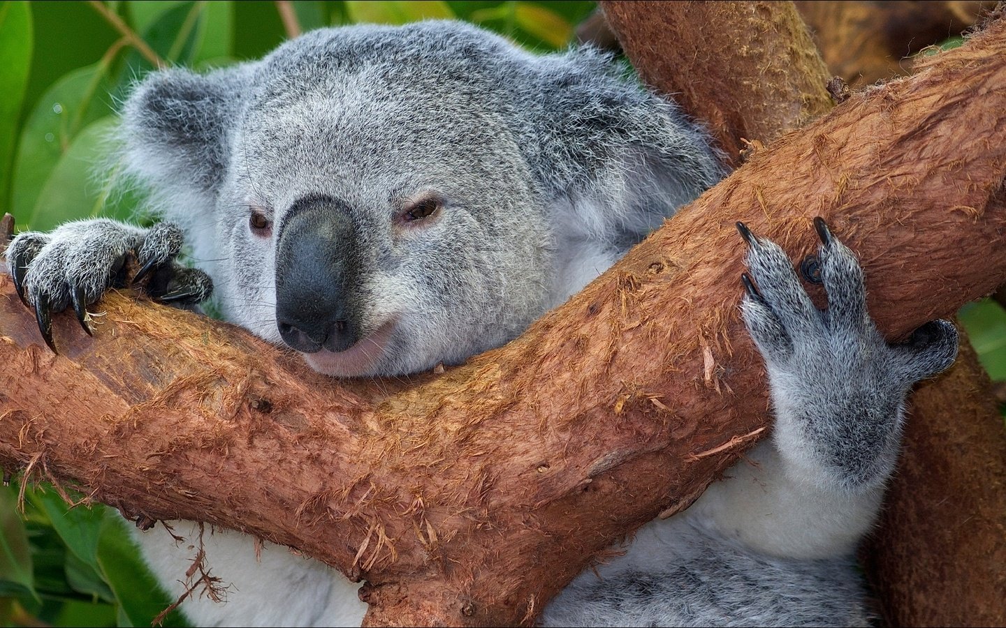 Обои дерево, животные, мордочка, австралия, коала, tree, animals, muzzle, australia, koala разрешение 1920x1080 Загрузить