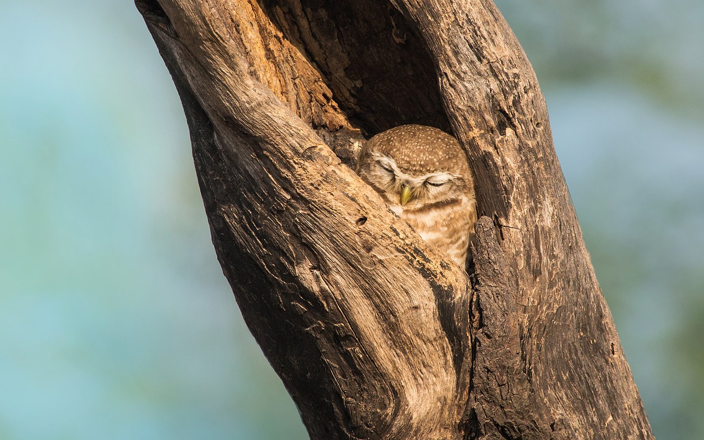 Обои сова, дерево, фон, сон, птица, клюв, дупло, owl, tree, background, sleep, bird, beak, the hollow разрешение 2048x1152 Загрузить