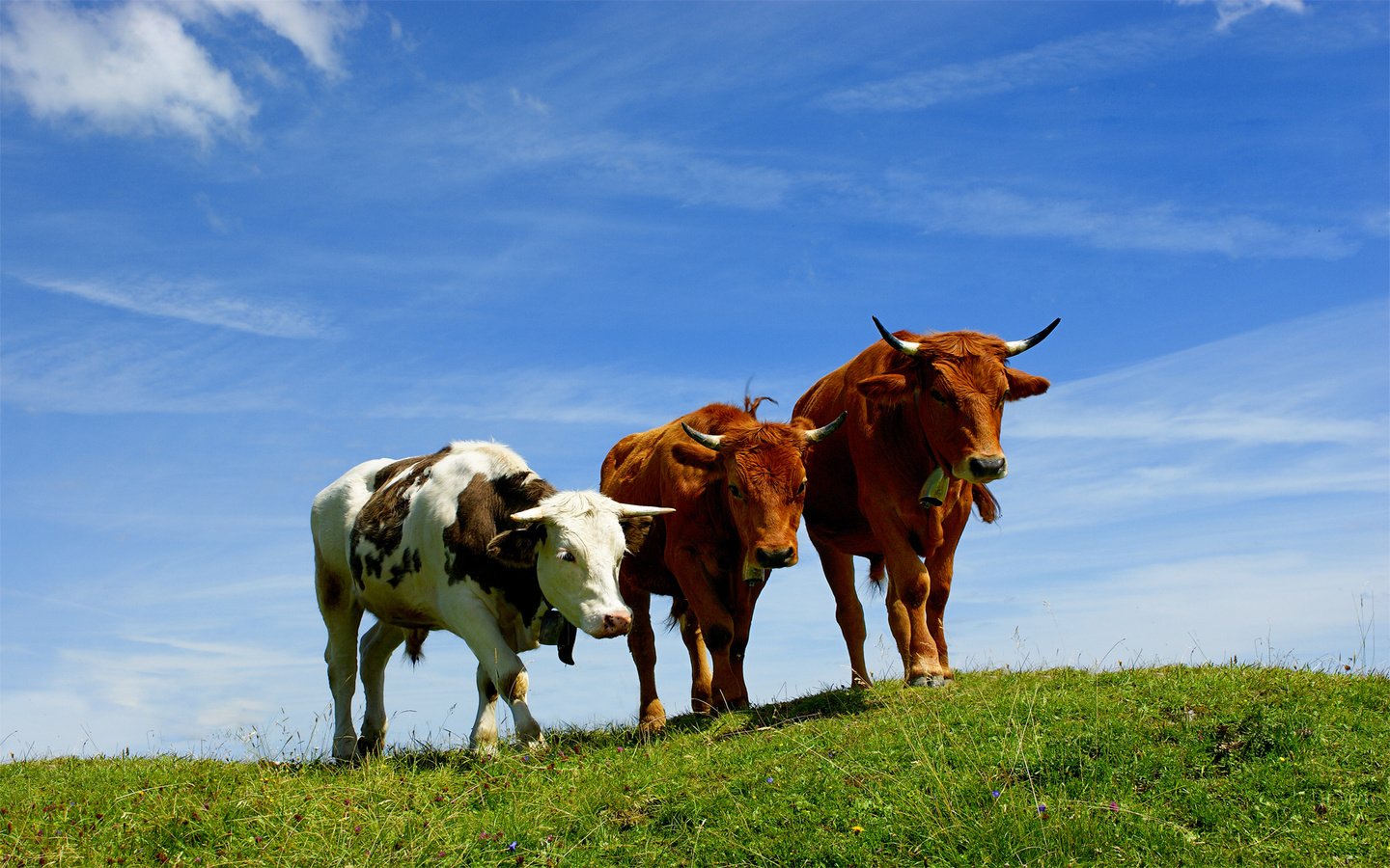 Обои небо, трава, поле, пастбище, рога, коровы, the sky, grass, field, pasture, horns, cows разрешение 1920x1200 Загрузить