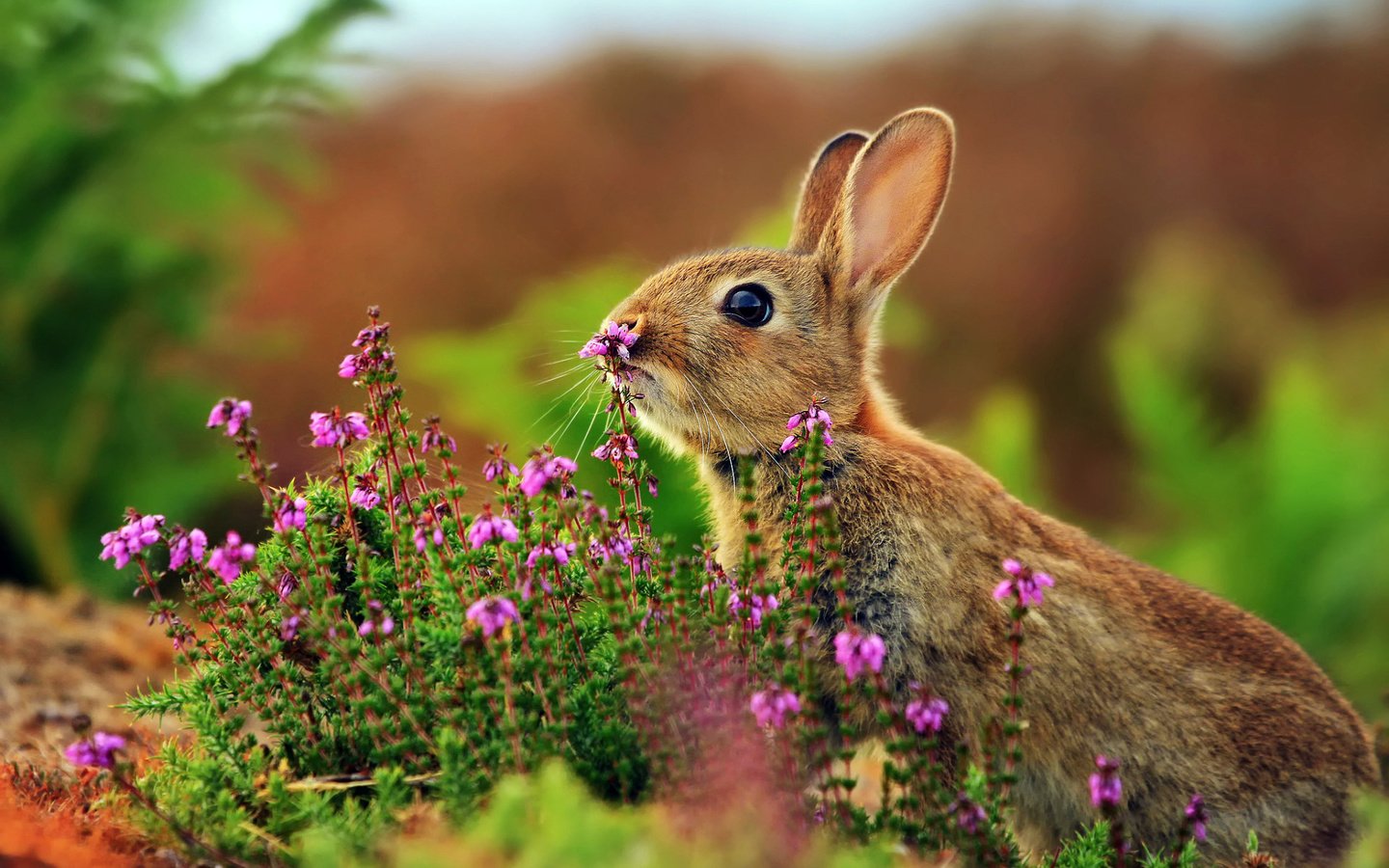 Обои цветы, трава, животные, кролик, заяц, flowers, grass, animals, rabbit, hare разрешение 1920x1200 Загрузить