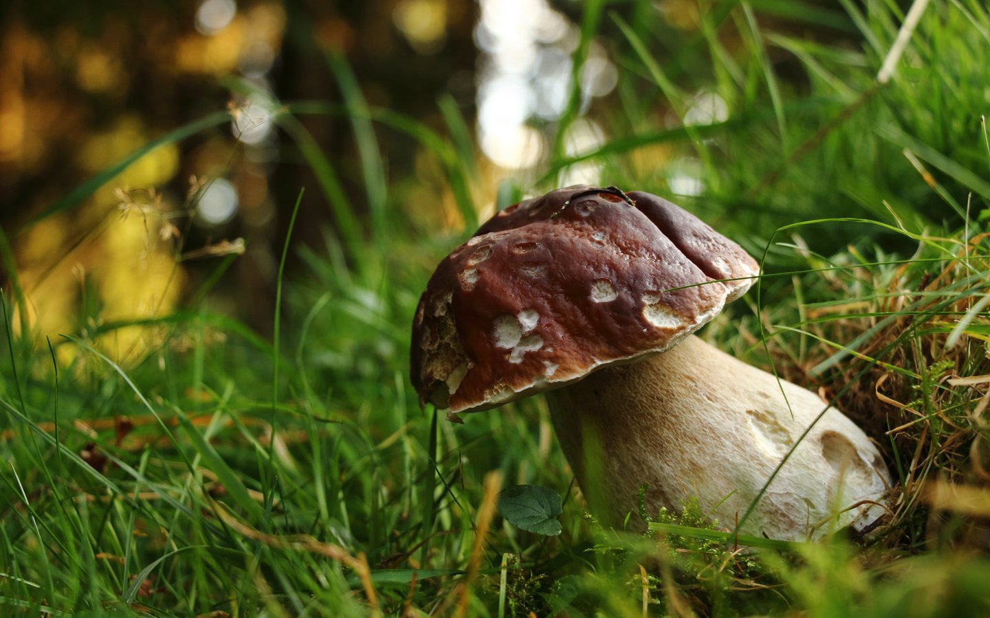 Обои трава, природа, лес, белый, гриб, grass, nature, forest, white, mushroom разрешение 2048x1365 Загрузить