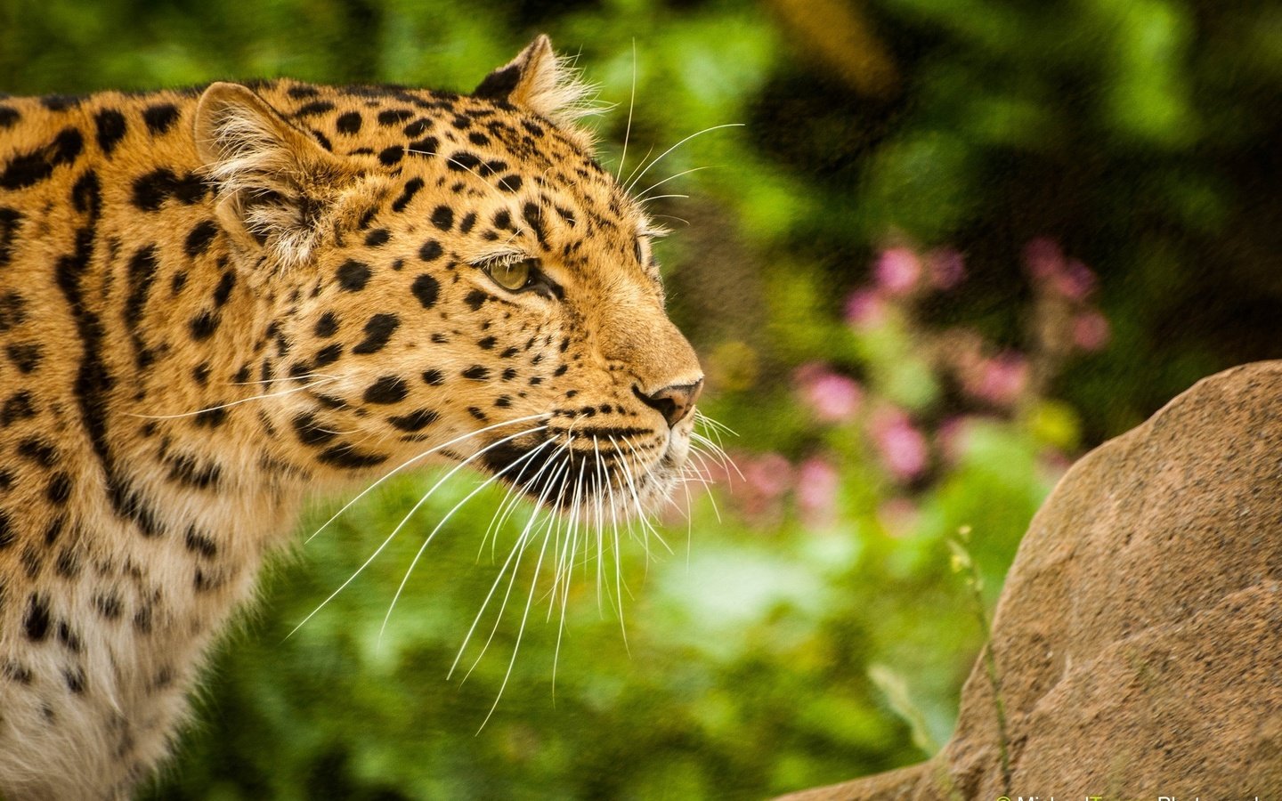 Обои морда, усы, леопард, хищник, профиль, дикая кошка, амурский, face, mustache, leopard, predator, profile, wild cat, amur разрешение 2048x1360 Загрузить