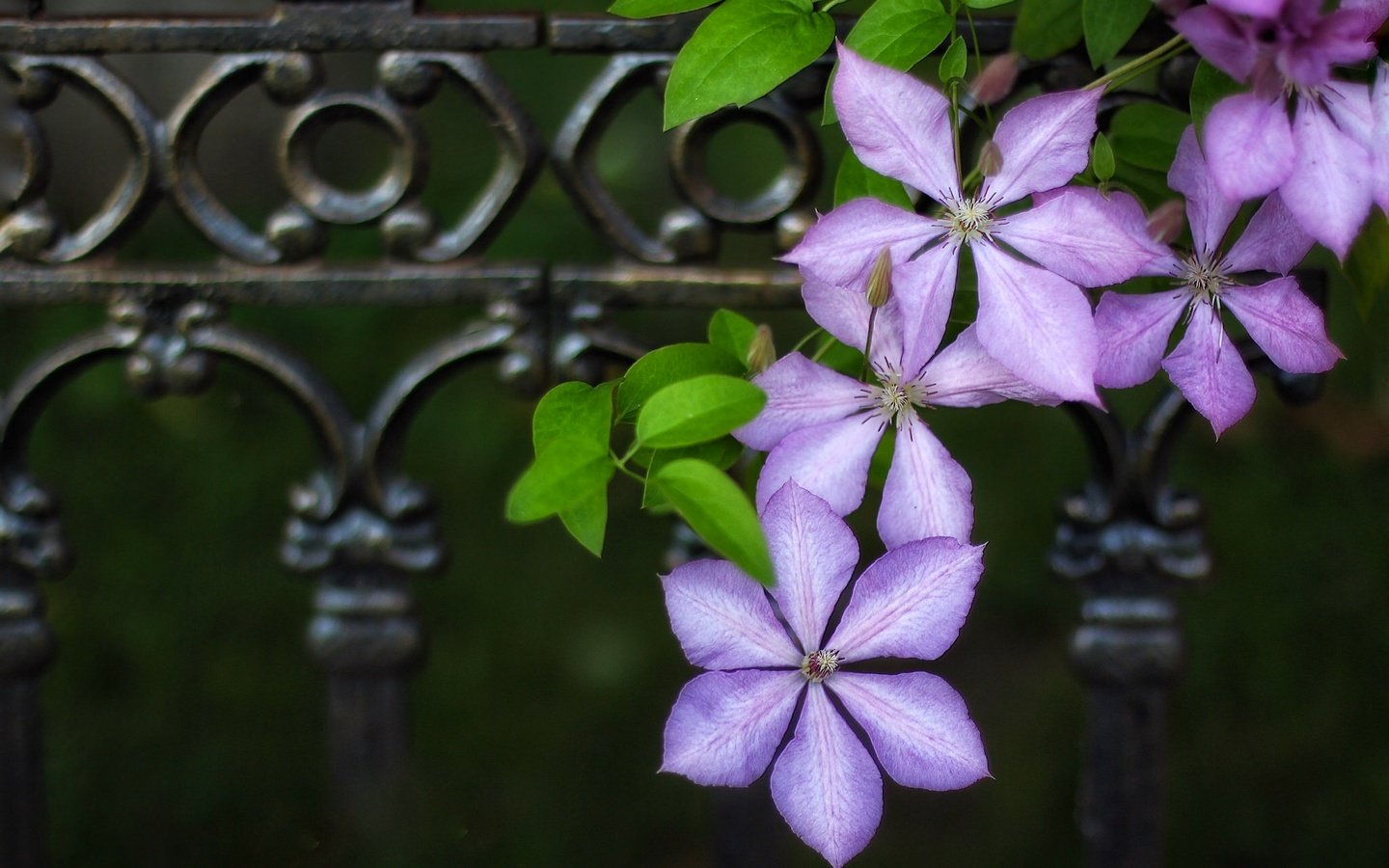 Обои цветы, макро, забор, ограда, клематис, ломонос, flowers, macro, the fence, fence, clematis разрешение 2048x1366 Загрузить