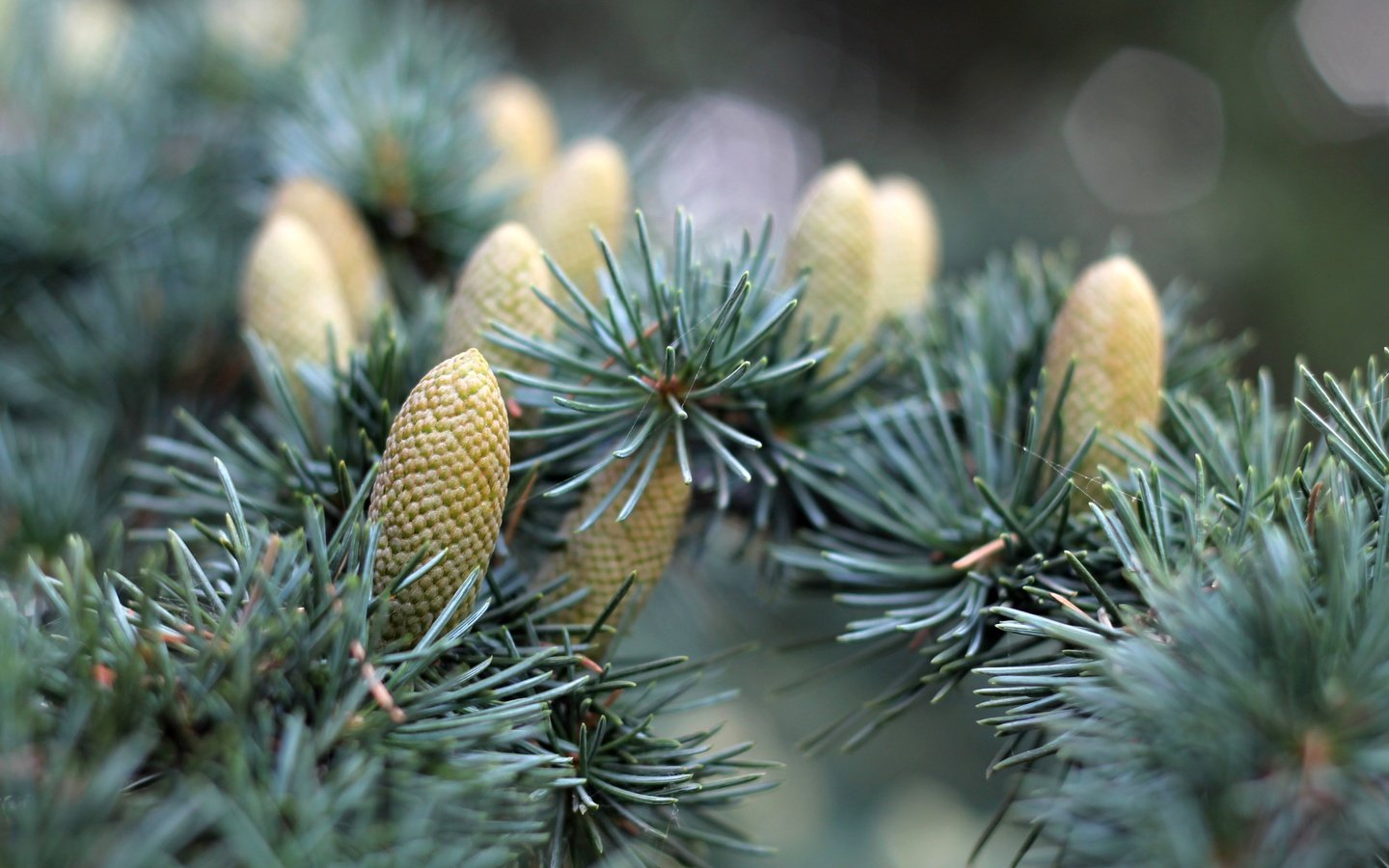 Обои природа, хвоя, макро, ветки, ель, шишки, еловая ветка, nature, needles, macro, branches, spruce, bumps, spruce branch разрешение 4272x2848 Загрузить