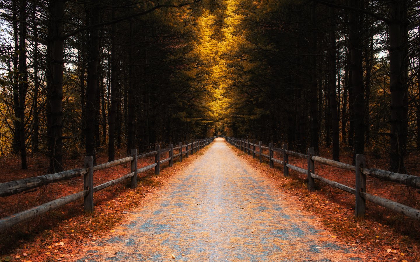 Обои дорога, деревья, листья, осень, забор, road, trees, leaves, autumn, the fence разрешение 2048x1365 Загрузить