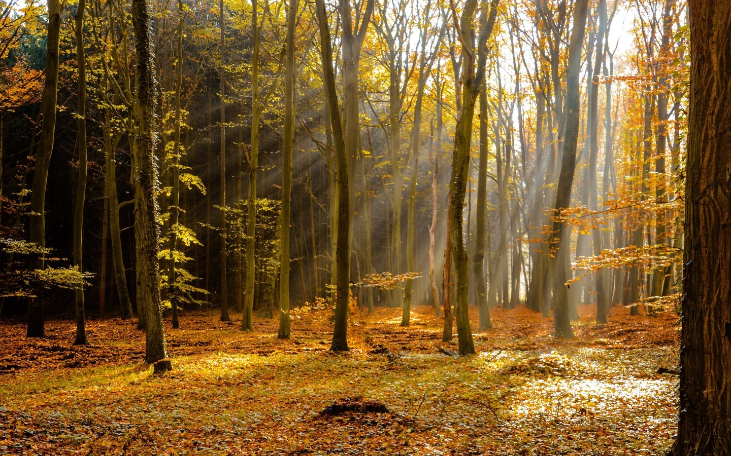 Обои деревья, лес, лучи, осень, листопад, trees, forest, rays, autumn, falling leaves разрешение 6000x4000 Загрузить