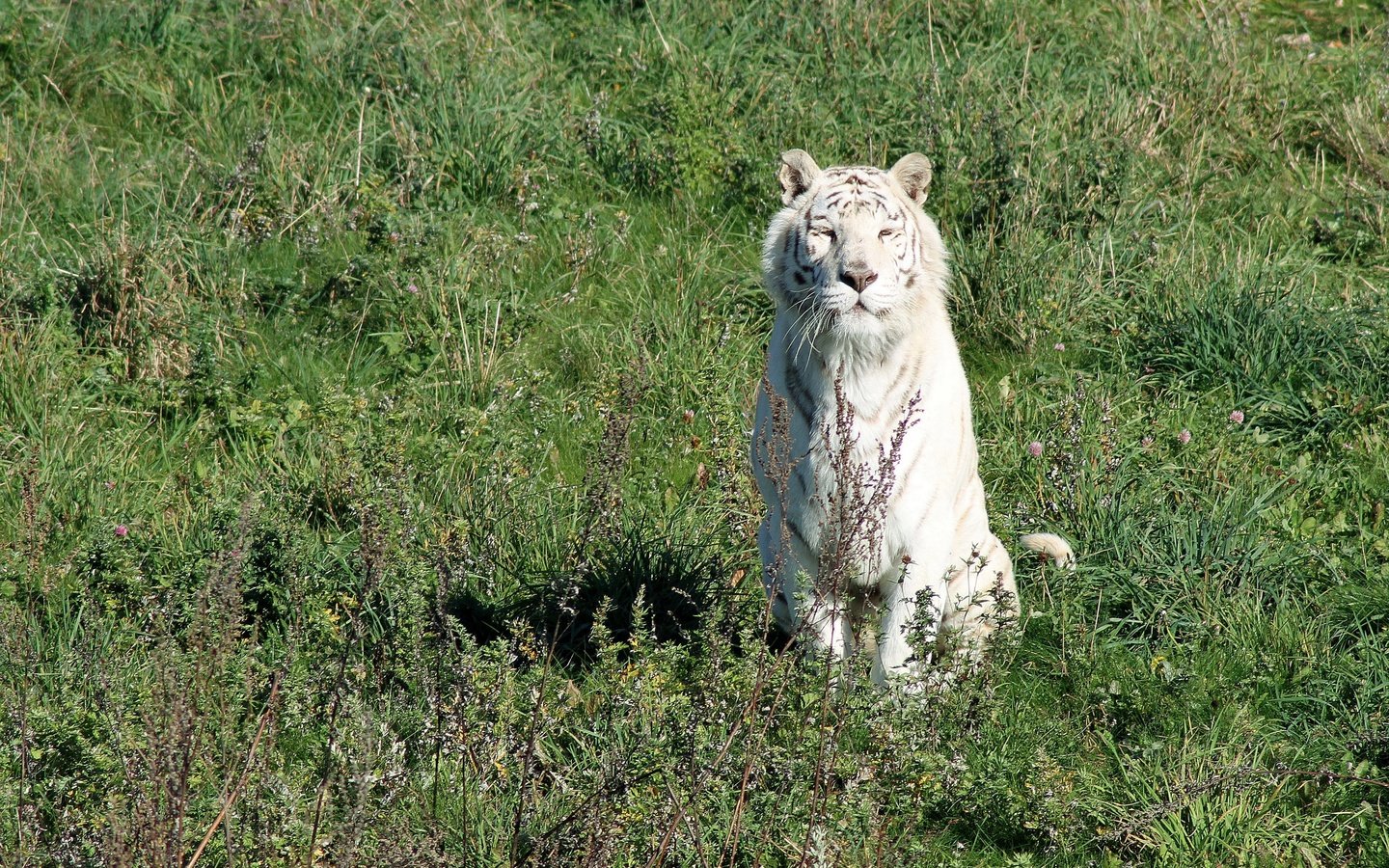 Обои тигр, трава, солнце, кошка, белый, хищник, белый тирг, tiger, grass, the sun, cat, white, predator, white ting разрешение 2880x1877 Загрузить