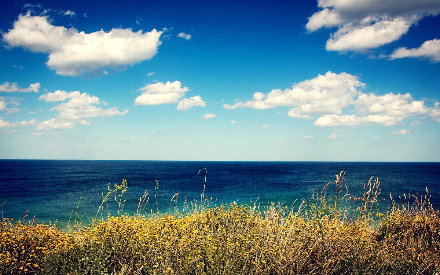 Обои цветы, трава, облака, берег, море, вид, flowers, grass, clouds, shore, sea, view разрешение 2880x1800 Загрузить