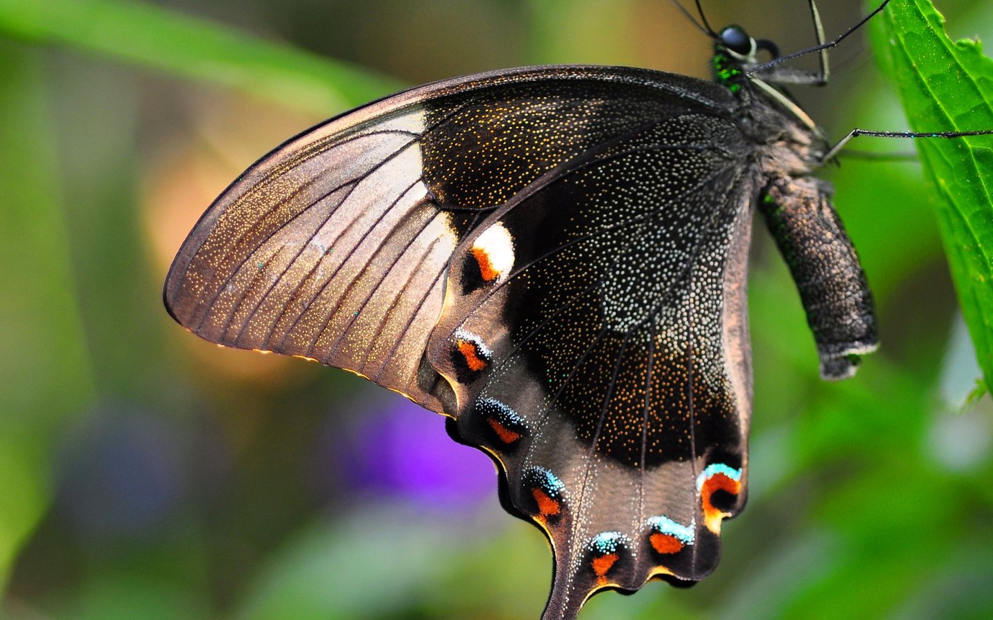 Обои природа, насекомое, бабочка, крылья, лист, мотылек, nature, insect, butterfly, wings, sheet, moth разрешение 1920x1080 Загрузить