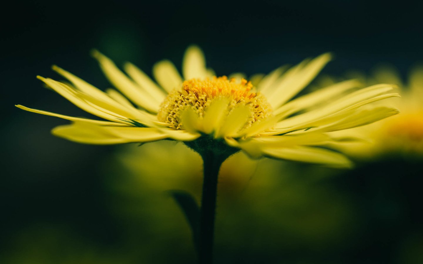 Обои желтый, макро, цветок, лето, лепестки, размытость, желтые, yellow, macro, flower, summer, petals, blur разрешение 2048x1365 Загрузить