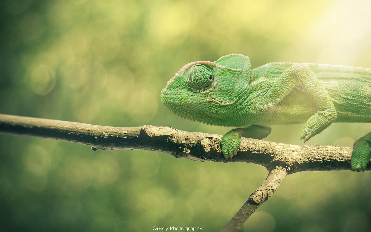 Обои ветка, ящерица, хамелеон, боке, branch, lizard, chameleon, bokeh разрешение 2048x1365 Загрузить