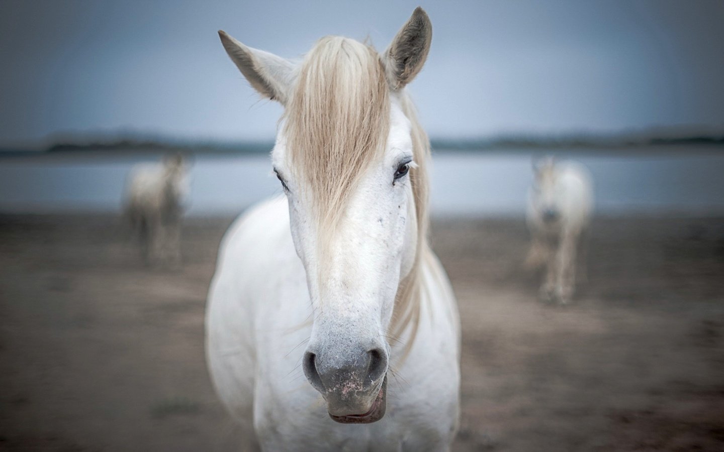 Обои природа, фон, лошади, кони, nature, background, horse, horses разрешение 1920x1080 Загрузить