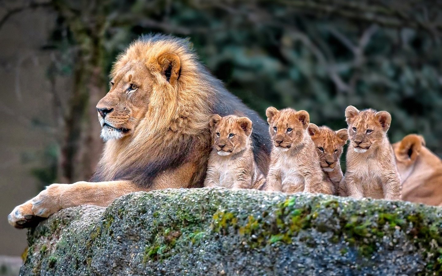 Обои природа, львы, семья, лев, львята, nature, lions, family, leo, the cubs разрешение 1920x1200 Загрузить