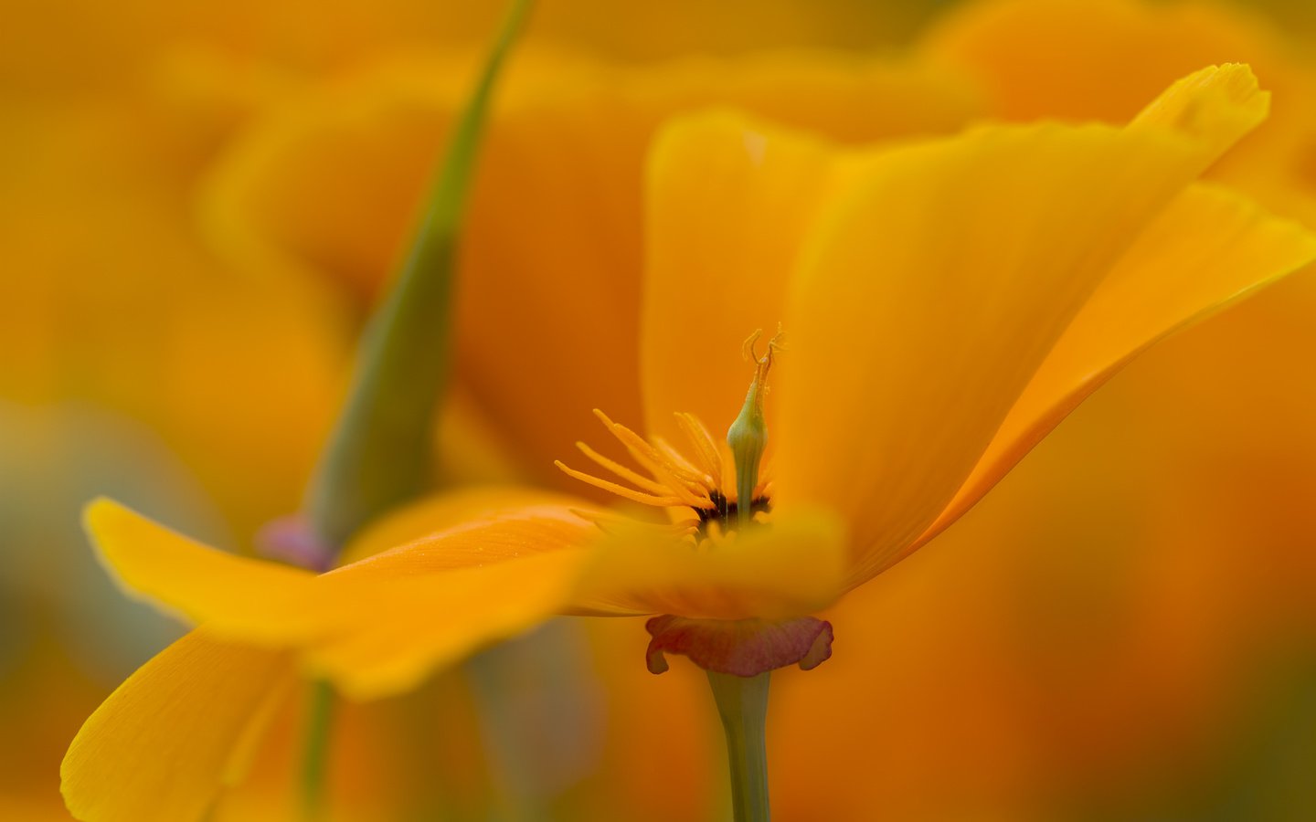 Обои желтый, макро, цветок, лепестки, эшштольция калифорнийская, yellow, macro, flower, petals, escholzia california разрешение 2048x1365 Загрузить