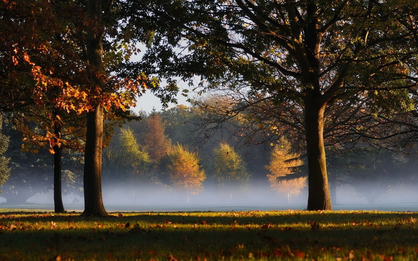 Обои трава, деревья, листья, туман, grass, trees, leaves, fog разрешение 1920x1080 Загрузить