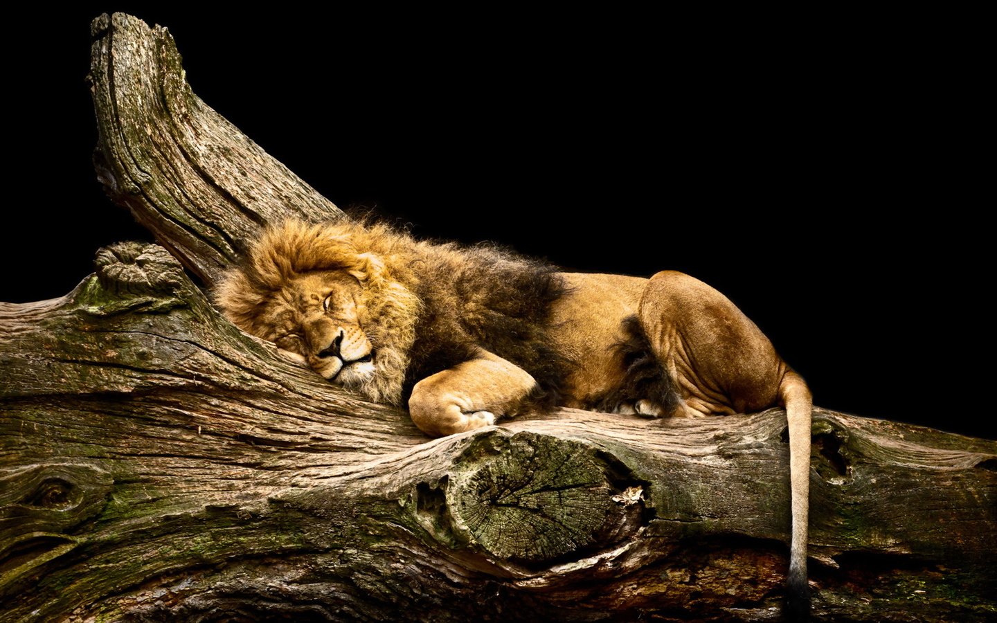 Обои сон, хищник, большая кошка, черный фон, отдых, лев, sleep, predator, big cat, black background, stay, leo разрешение 1920x1200 Загрузить